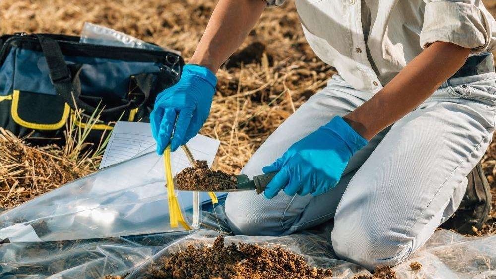 Before planting, it is important to test your soil to determine its pH level and nutrient content. 